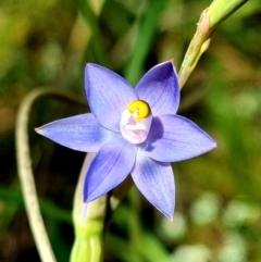 Thelymitra peniculata (Blue Star Sun-orchid) at Stromlo, ACT - 8 Nov 2021 by AaronClausen