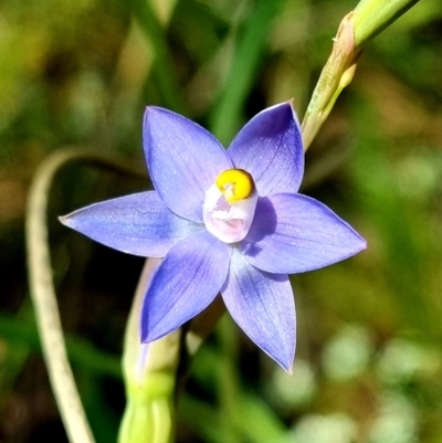 Thelymitra peniculata (Blue Star Sun-orchid) at Stromlo, ACT - 8 Nov 2021 by AaronClausen