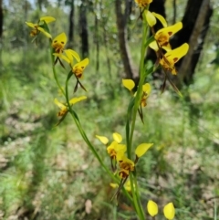 Diuris sulphurea (Tiger Orchid) at Stromlo, ACT - 8 Nov 2021 by AaronClausen