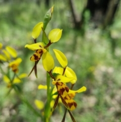 Diuris sulphurea at Stromlo, ACT - suppressed