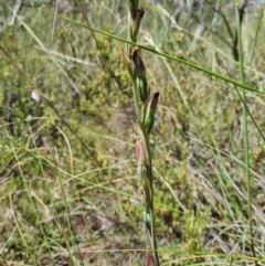 Calochilus sp. (A Beard Orchid) at Block 402 - 8 Nov 2021 by AaronClausen