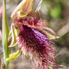 Calochilus platychilus (Purple Beard Orchid) at Block 402 - 8 Nov 2021 by AaronClausen