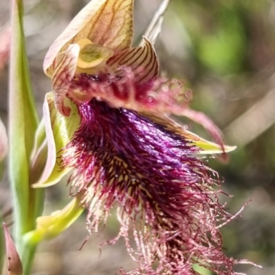 Calochilus platychilus (Purple Beard Orchid) at Stromlo, ACT - 8 Nov 2021 by AaronClausen