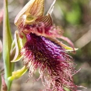 Calochilus platychilus at Stromlo, ACT - 8 Nov 2021