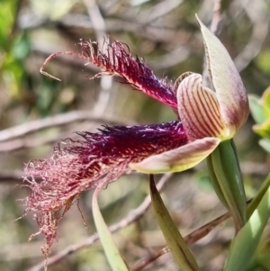 Calochilus platychilus at Stromlo, ACT - suppressed