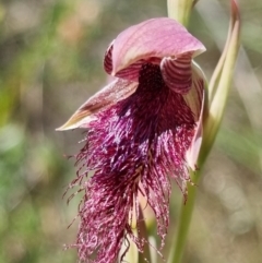 Calochilus platychilus (Purple Beard Orchid) at Stromlo, ACT - 8 Nov 2021 by AaronClausen