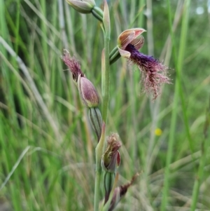 Calochilus platychilus at Stromlo, ACT - suppressed