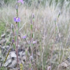 Thelymitra peniculata at Stromlo, ACT - suppressed