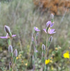 Thelymitra peniculata at Stromlo, ACT - 8 Nov 2021