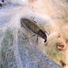 Lixus cardui (Thistle Stem-borer Weevil) at Galong, NSW - 8 Nov 2021 by Steve_Bok