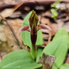 Chiloglottis sp. (A Bird/Wasp Orchid) at Cotter River, ACT - 8 Nov 2021 by RobG1