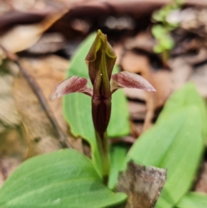 Chiloglottis sp. at Cotter River, ACT - suppressed