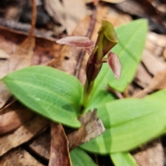 Chiloglottis sp. at Cotter River, ACT - suppressed