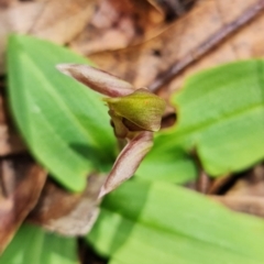 Chiloglottis sp. at Cotter River, ACT - suppressed