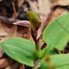 Chiloglottis sp. at Cotter River, ACT - suppressed