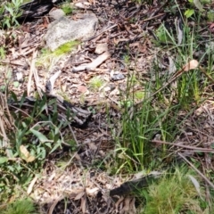 Chiloglottis sp. at Cotter River, ACT - suppressed