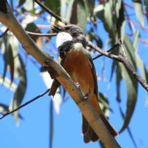 Pachycephala rufiventris at Molonglo Valley, ACT - 8 Nov 2021