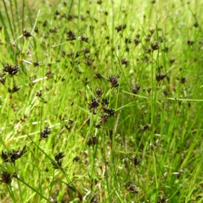 Schoenus apogon (Common Bog Sedge) at Denman Prospect 2 Estate Deferred Area (Block 12) - 8 Nov 2021 by MatthewFrawley