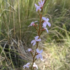 Stylidium graminifolium at Hackett, ACT - 8 Nov 2021