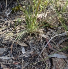 Stylidium graminifolium at Hackett, ACT - 8 Nov 2021 04:03 PM