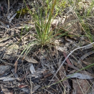 Stylidium graminifolium at Hackett, ACT - 8 Nov 2021