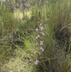 Stylidium graminifolium at Hackett, ACT - 8 Nov 2021 04:03 PM