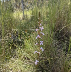 Stylidium graminifolium at Hackett, ACT - 8 Nov 2021