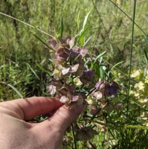 Dodonaea viscosa at Hackett, ACT - 8 Nov 2021