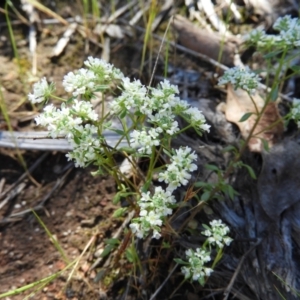 Poranthera microphylla at Stromlo, ACT - 8 Nov 2021
