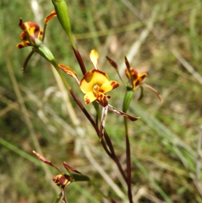 Diuris sp. (A Donkey Orchid) at Block 402 - 8 Nov 2021 by MatthewFrawley