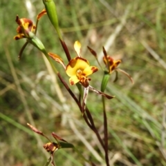Diuris sp. (A donkey orchid) at Stromlo, ACT - 8 Nov 2021 by MatthewFrawley