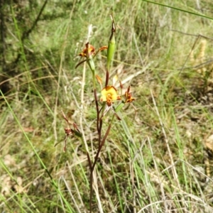 Diuris sp. at Stromlo, ACT - suppressed