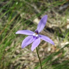 Glossodia major (Wax Lip Orchid) at Block 402 - 8 Nov 2021 by MatthewFrawley