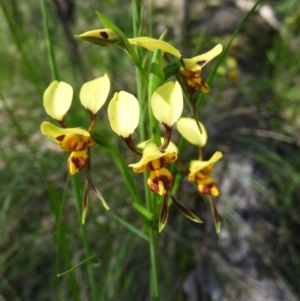 Diuris sulphurea at Stromlo, ACT - 8 Nov 2021