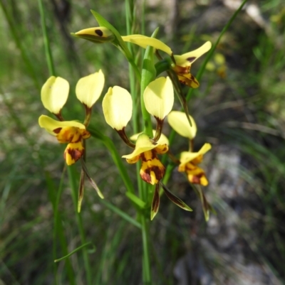 Diuris sulphurea (Tiger Orchid) at Block 402 - 8 Nov 2021 by MatthewFrawley