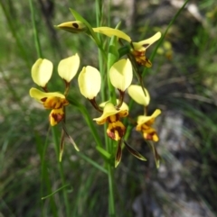 Diuris sulphurea (Tiger orchid) at Stromlo, ACT - 8 Nov 2021 by MatthewFrawley