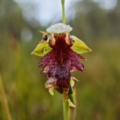 Calochilus pulchellus (Pretty Beard Orchid) at Vincentia, NSW - 5 Nov 2021 by RobG1