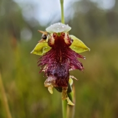 Calochilus pulchellus (Pretty Beard orchid) at Jervis Bay National Park - 4 Nov 2021 by RobG1