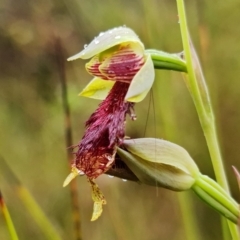 Calochilus pulchellus at Vincentia, NSW - 5 Nov 2021