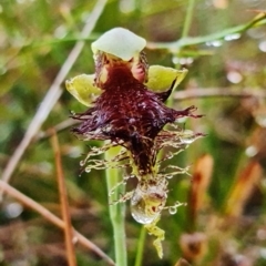 Calochilus pulchellus at Vincentia, NSW - 5 Nov 2021