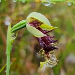 Calochilus pulchellus at Vincentia, NSW - 5 Nov 2021