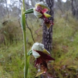 Calochilus pulchellus at Vincentia, NSW - 5 Nov 2021