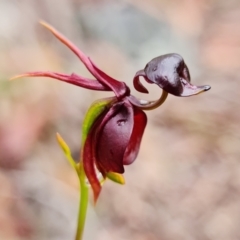 Caleana major (Large Duck Orchid) at Hyams Beach, NSW - 5 Nov 2021 by RobG1
