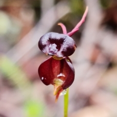 Caleana major at Hyams Beach, NSW - 5 Nov 2021