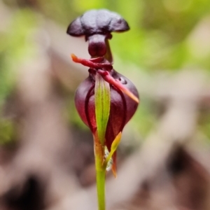 Caleana major at Hyams Beach, NSW - 5 Nov 2021