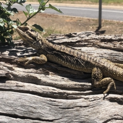 Pogona barbata (Eastern Bearded Dragon) at Albury - 8 Nov 2021 by DamianMichael