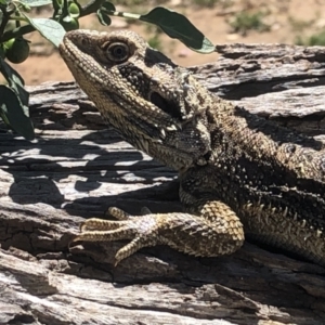 Pogona barbata at Thurgoona, NSW - suppressed