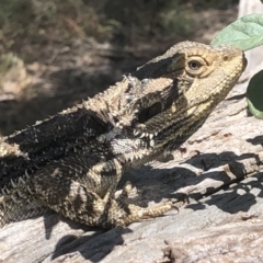 Pogona barbata at Thurgoona, NSW - suppressed