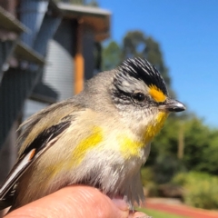 Pardalotus striatus (Striated Pardalote) at Charles Sturt University - 8 Nov 2021 by DamianMichael