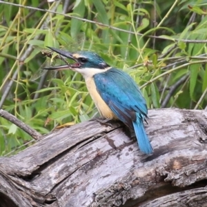 Todiramphus sanctus at Fyshwick, ACT - 6 Nov 2021